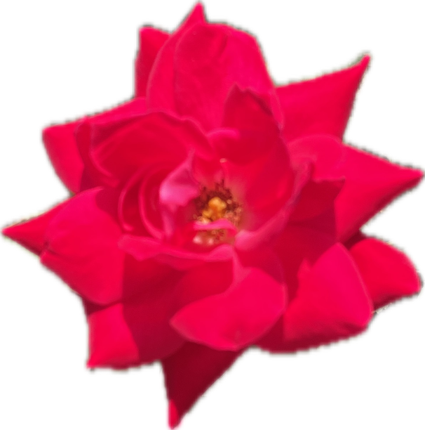 Rose, a recorded specimen