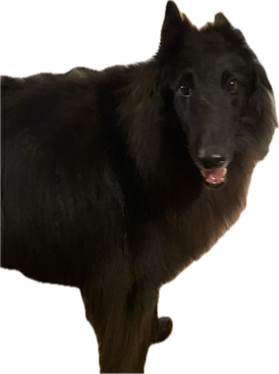 Belgian Sheepdog
