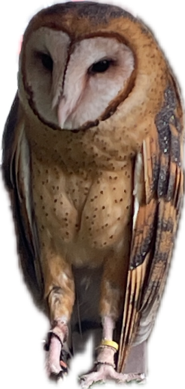 Barn Owl