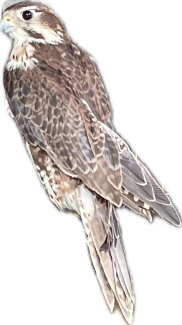 Merlin