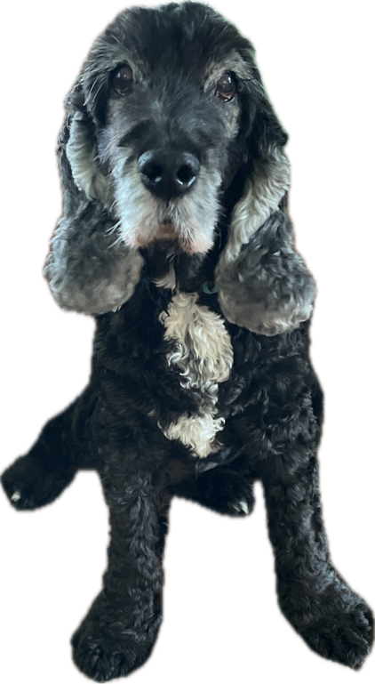 Cocker Spaniel