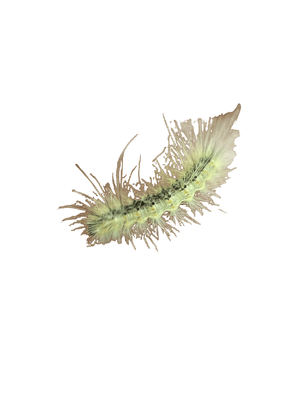 Yellow Woolly Bear