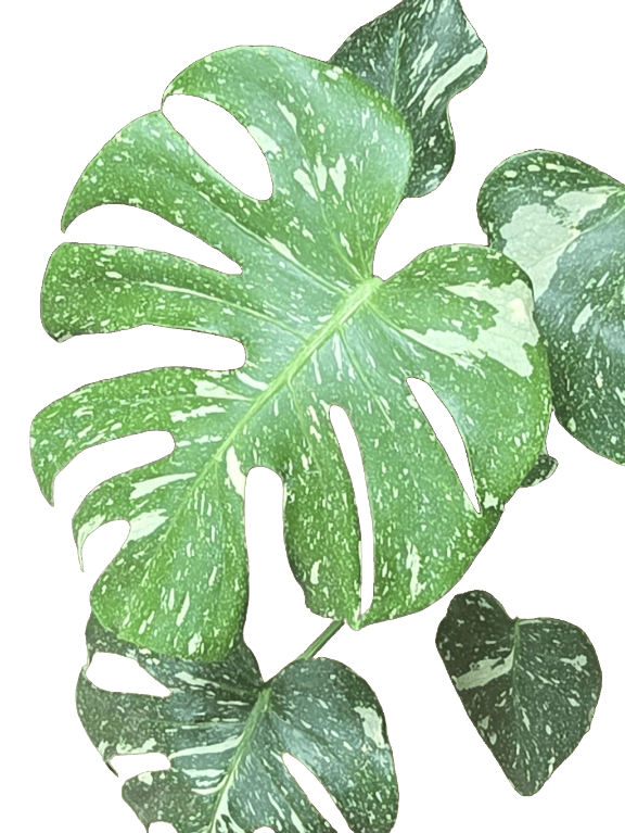 Monstera Deliciosa, a captured specimen