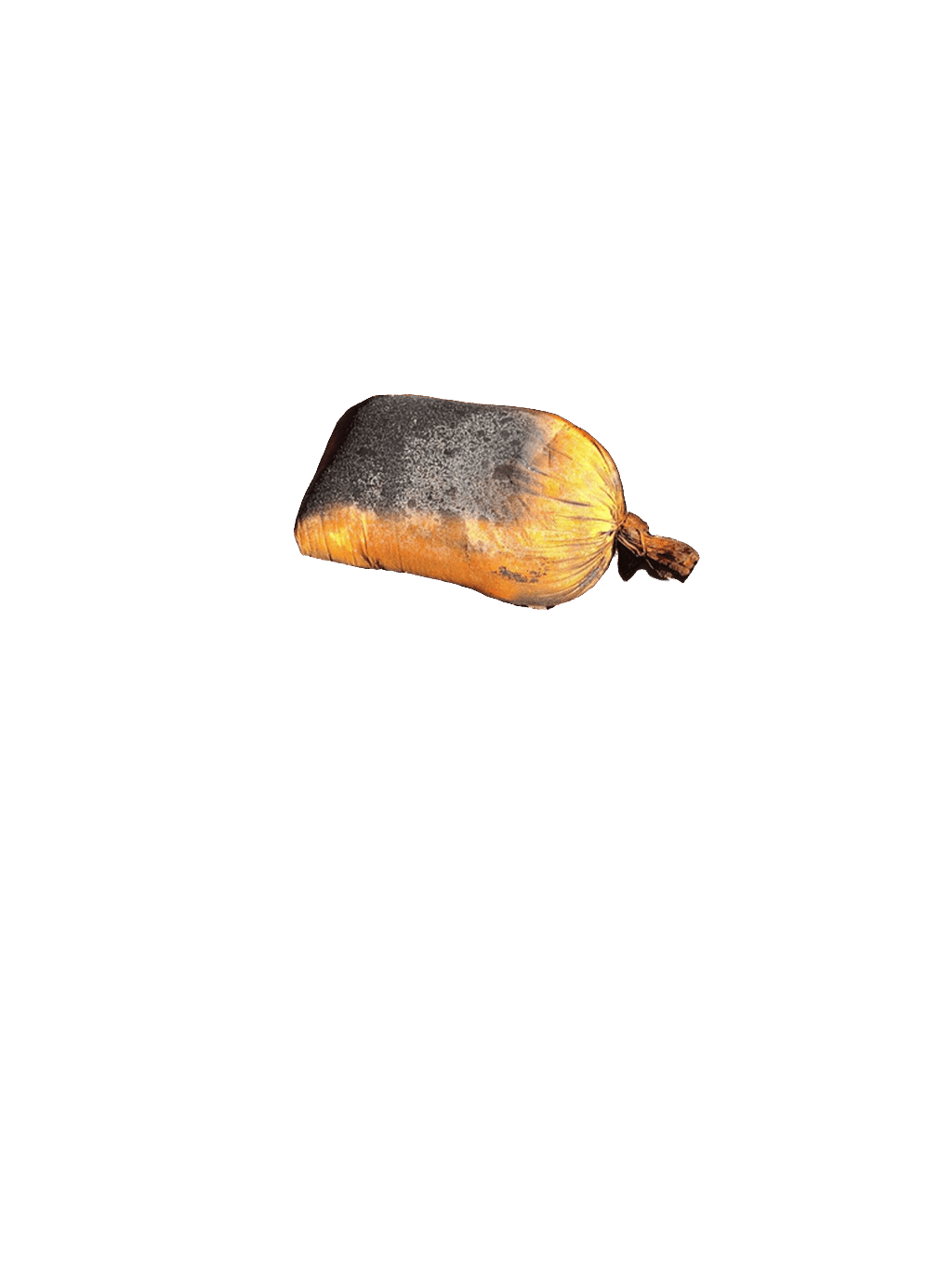 Pumpkin, a captured specimen