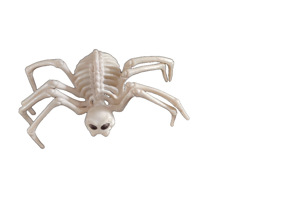 Sea Spider
