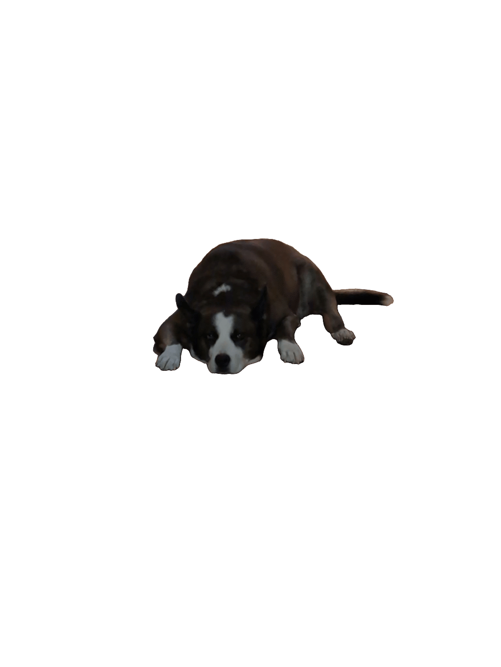 Border Collie