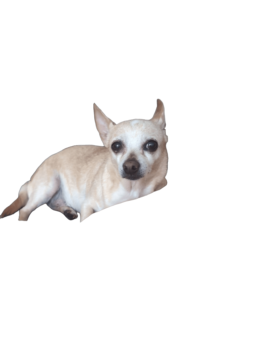 Chihuahua