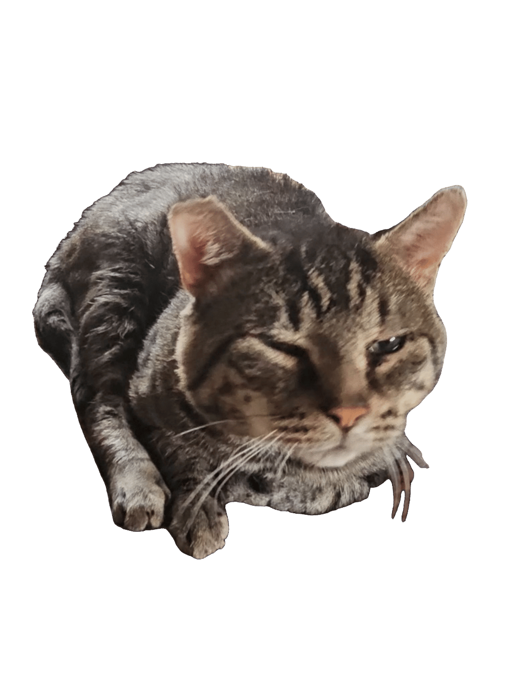 Tabby Cat