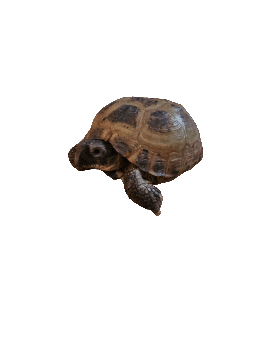 Tortoise