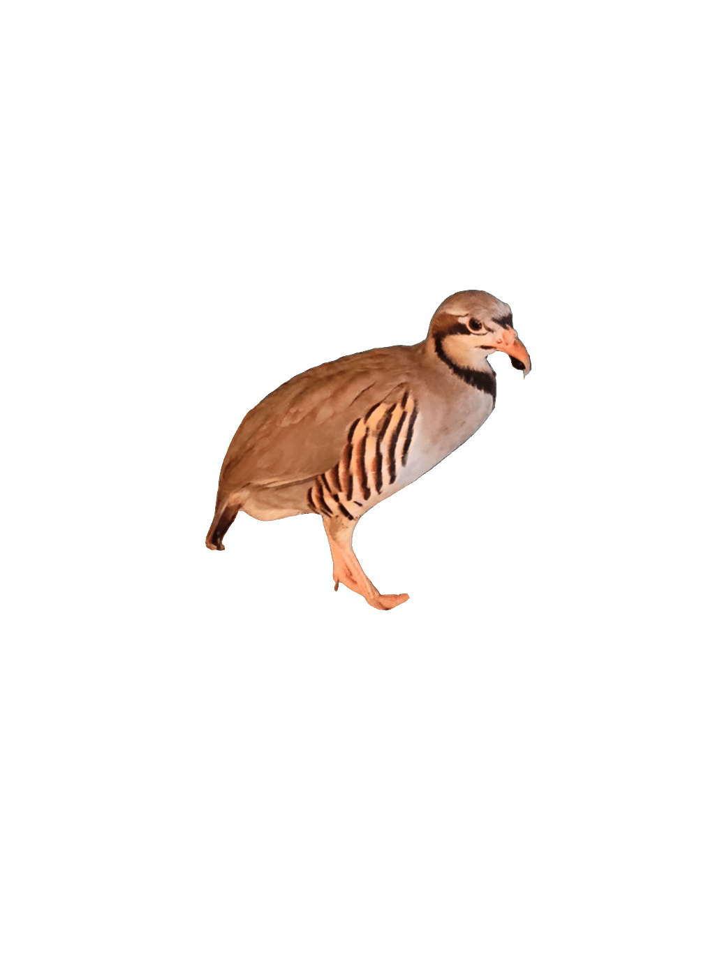 Red-Legged Partridge
