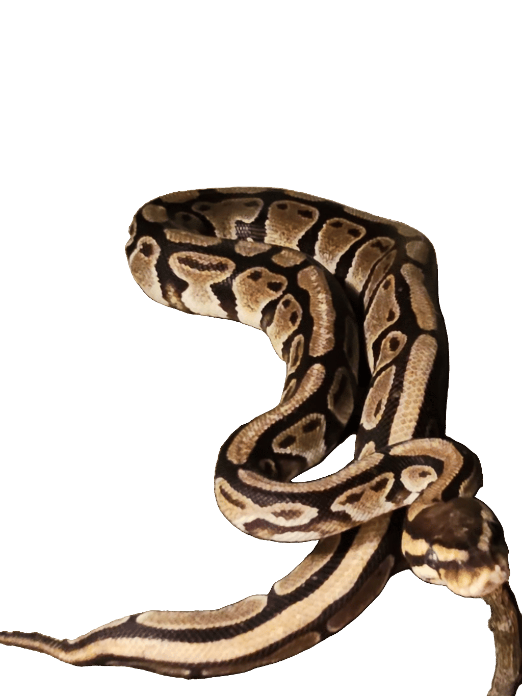 Ball Python