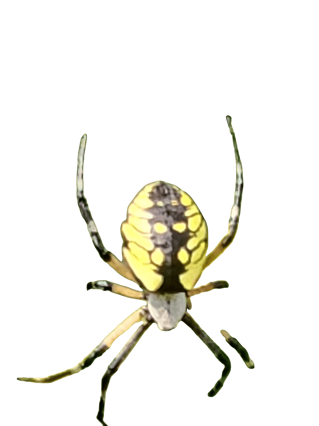 Wasp Spider, a recorded specimen