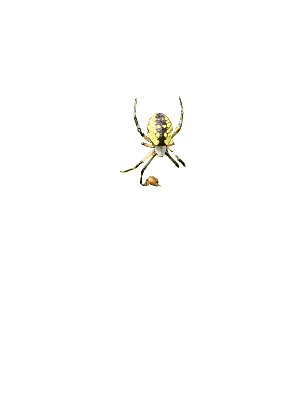 Wasp Spider