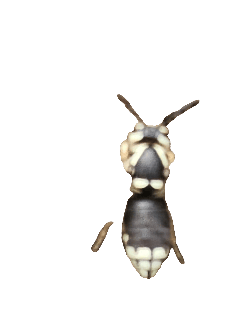 Bald Faced Hornet