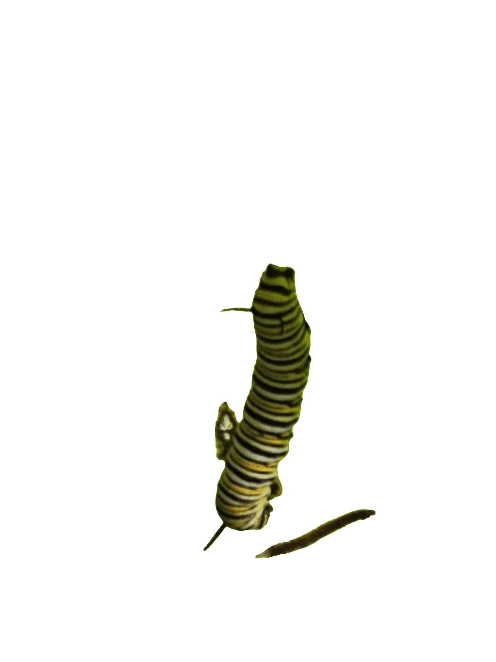 Monarch Caterpillar