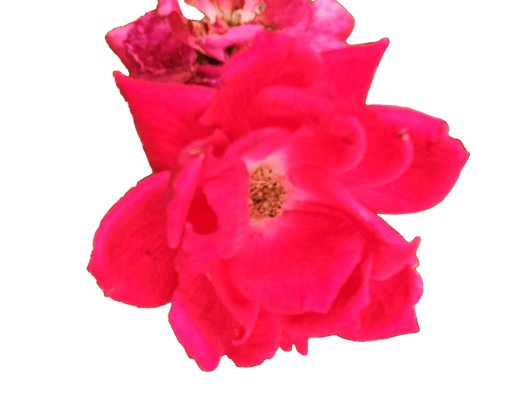 Rose, a recorded specimen