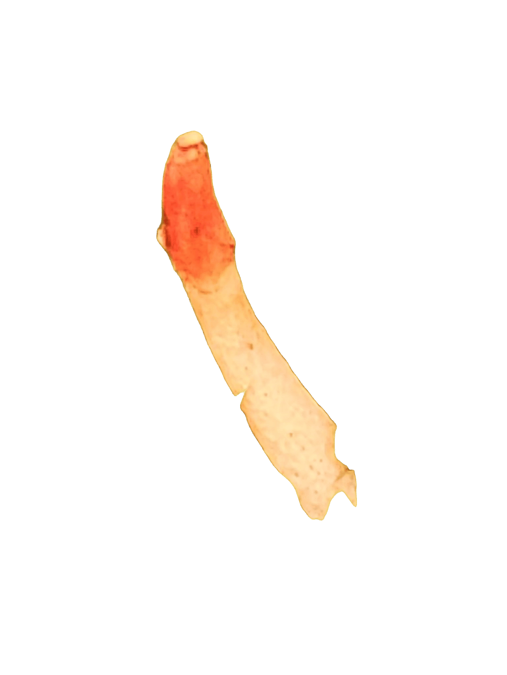 Scarlet Runner Bean