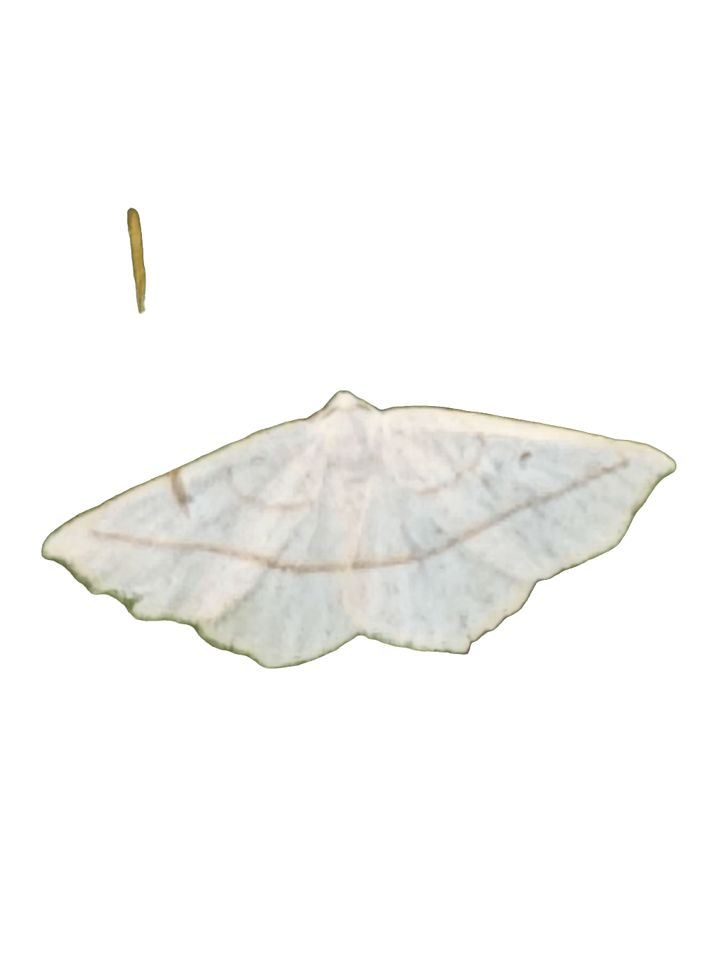 White Moth