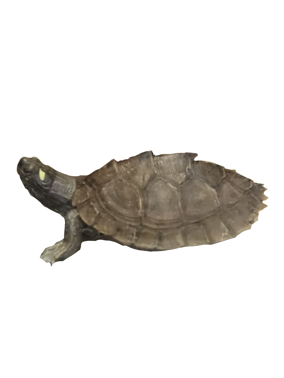 Map Turtle, a recorded specimen