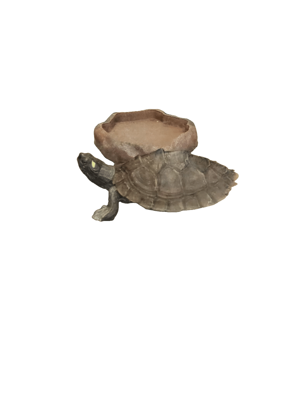 Map Turtle, a captured specimen