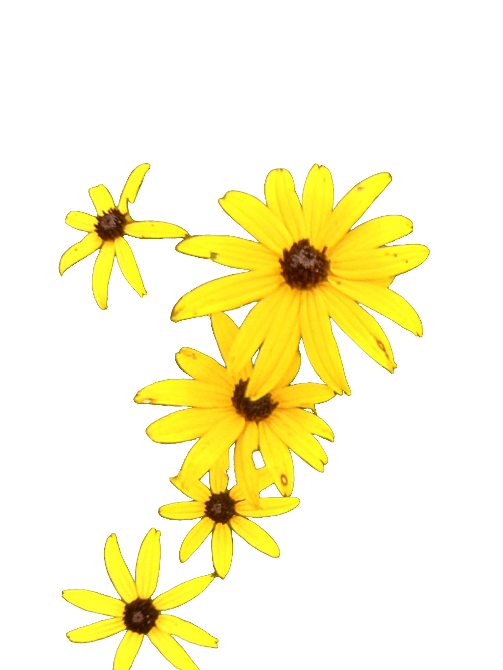 Black-Eyed Susan