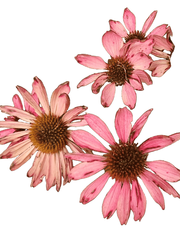 Coneflower, a captured specimen