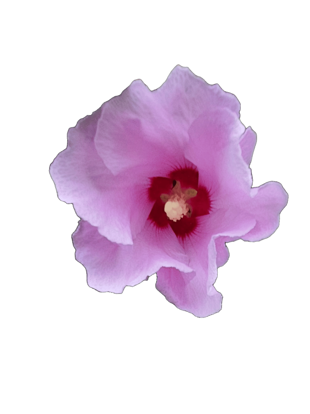 Rose Of Sharon, a captured specimen