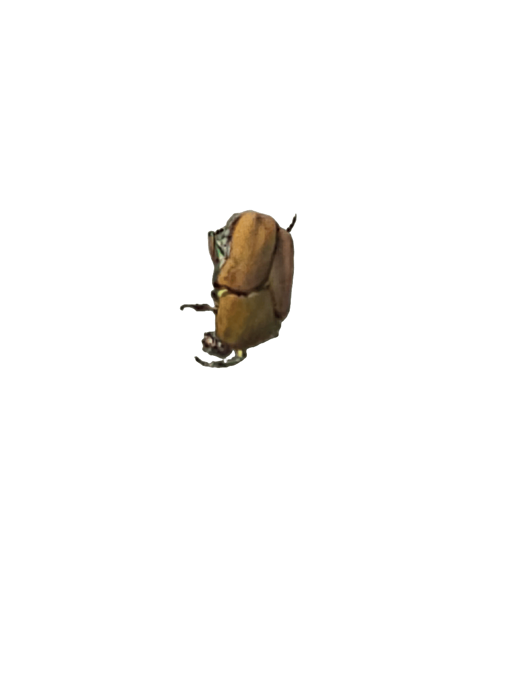 June Beetle, a recorded specimen