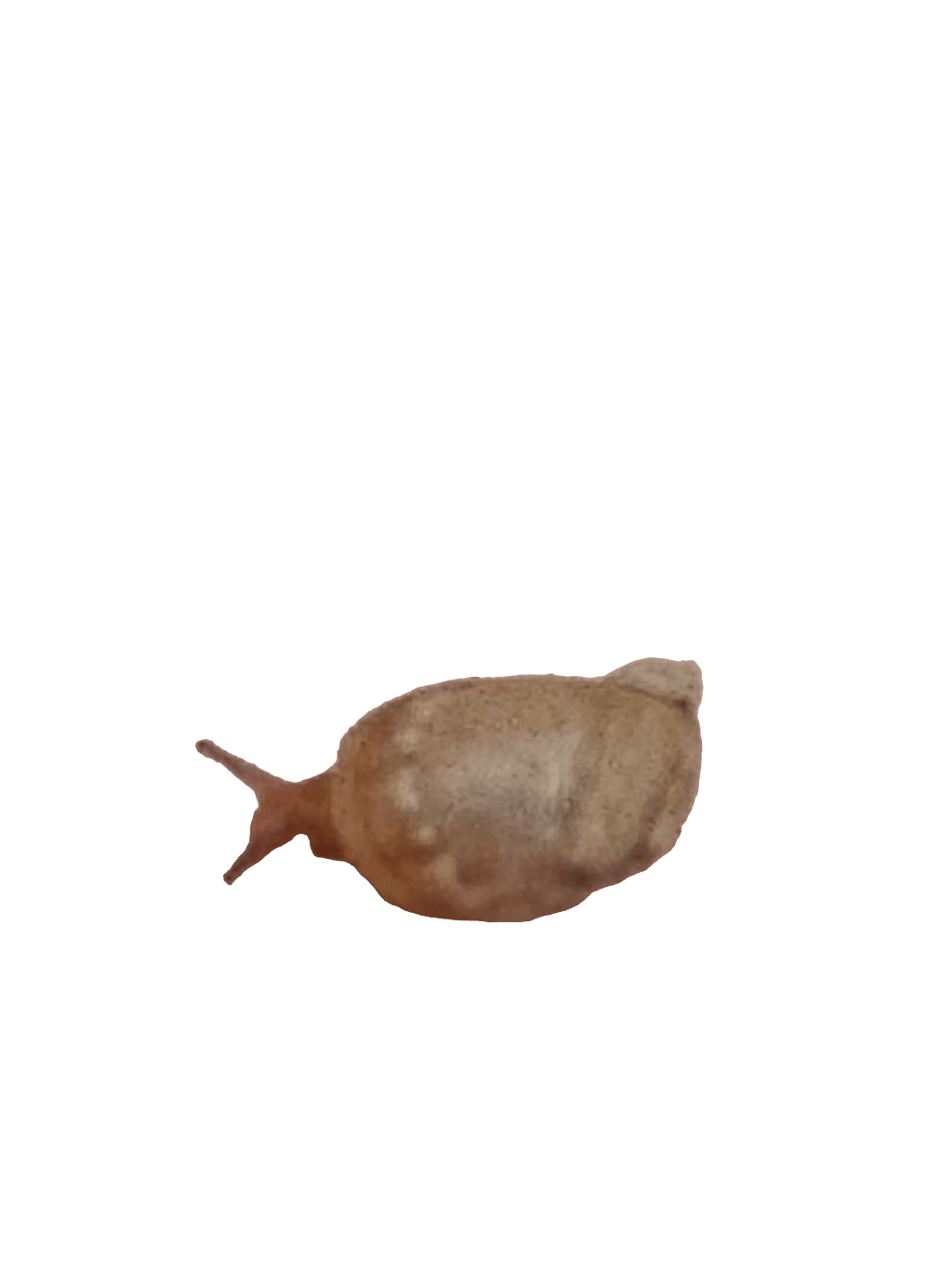 Slug, a recorded specimen