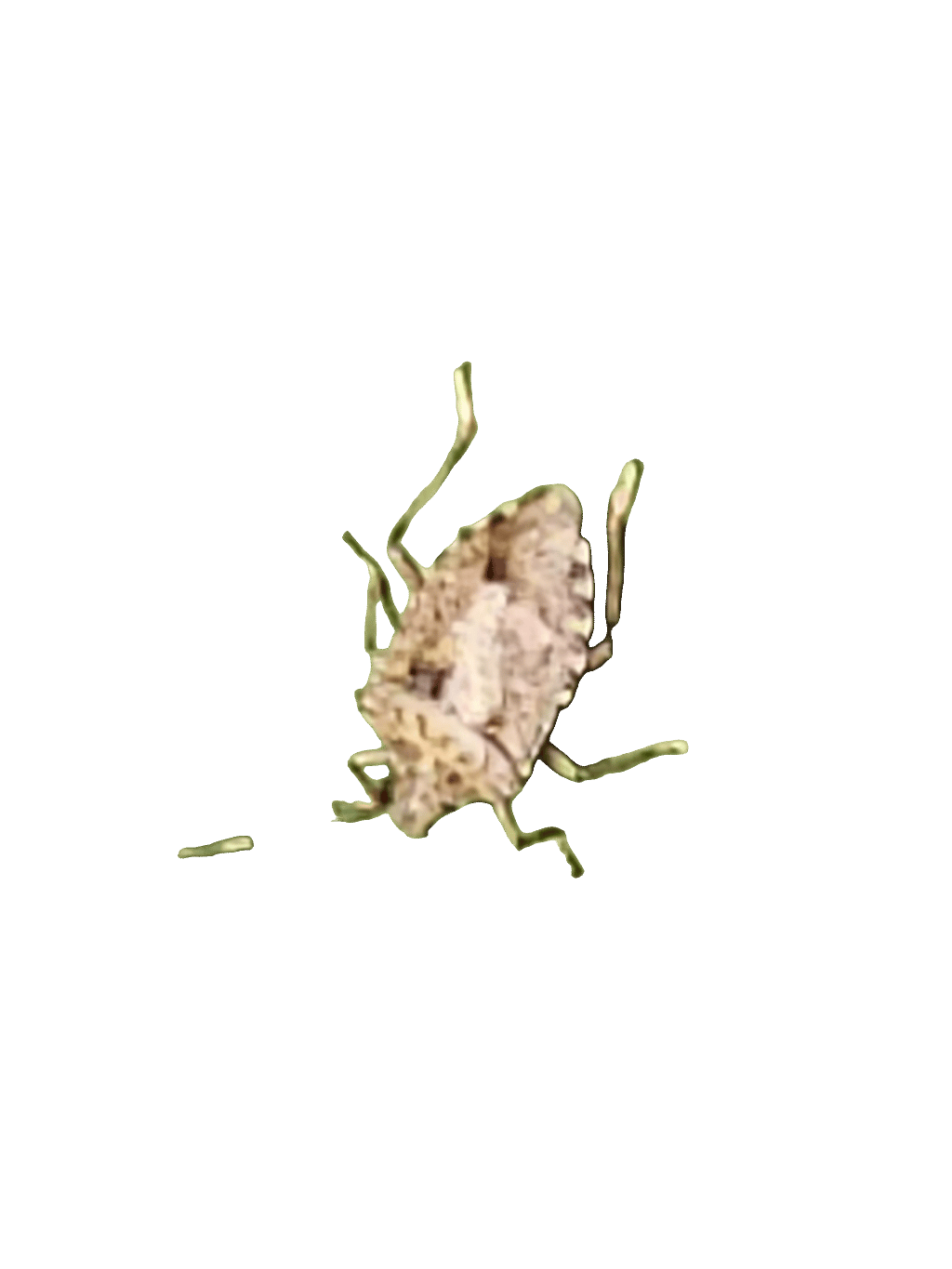 Brown Marmorated Stink Bug