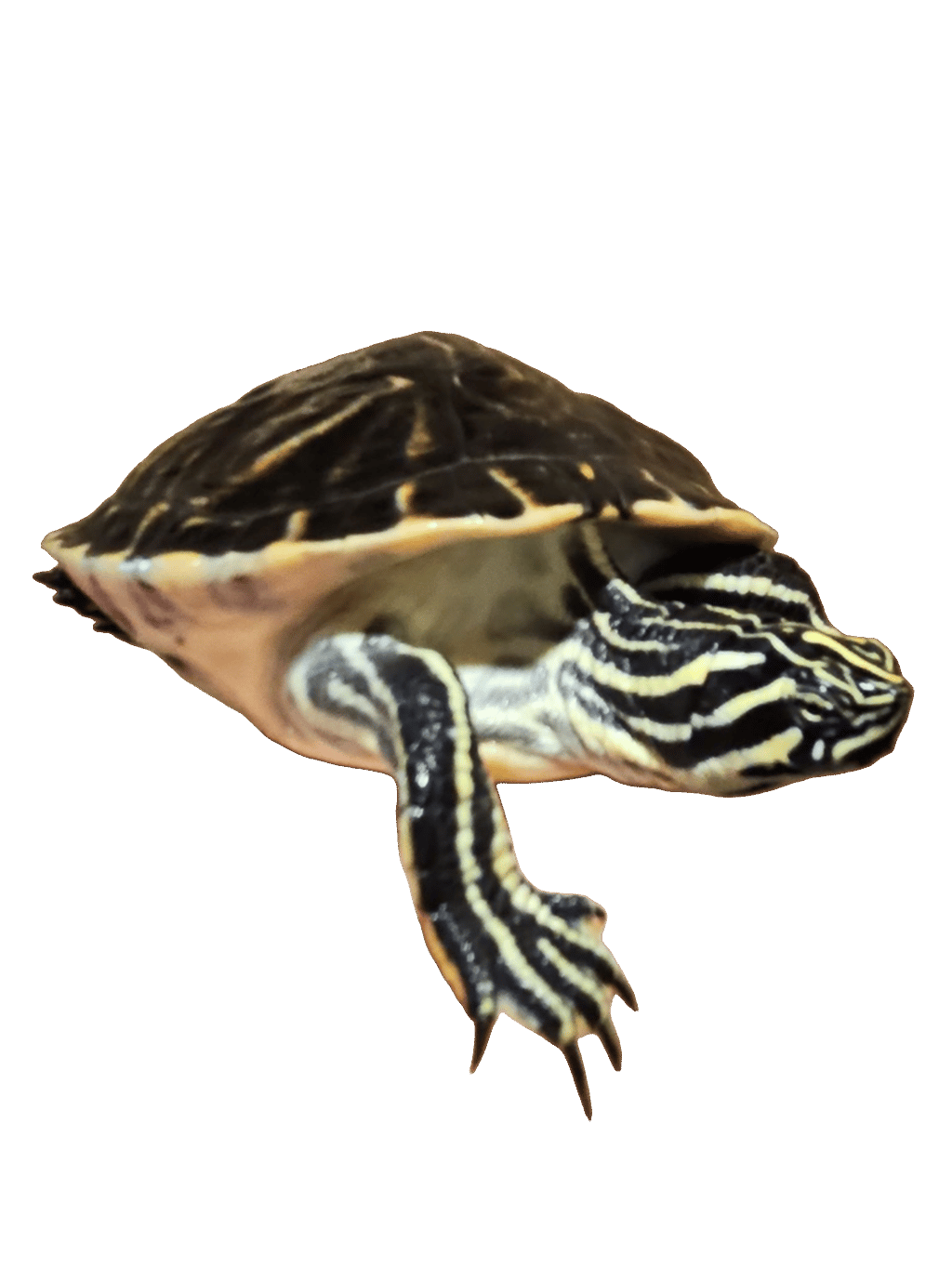 Yellow-Bellied Slider, a captured specimen