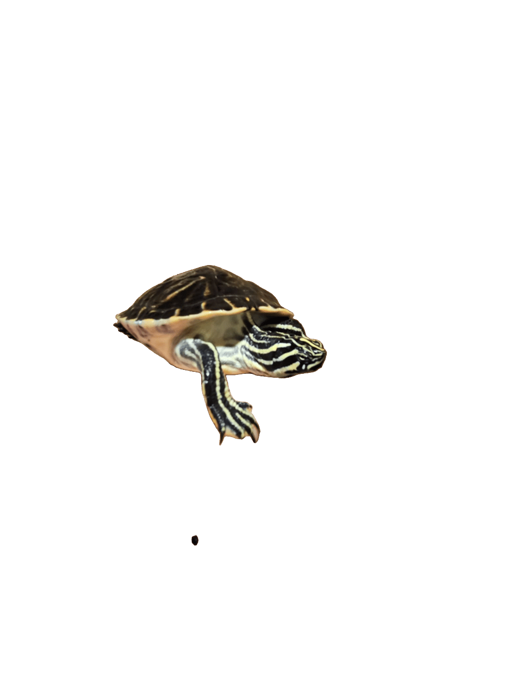 Red-Eared Slider, a recorded specimen