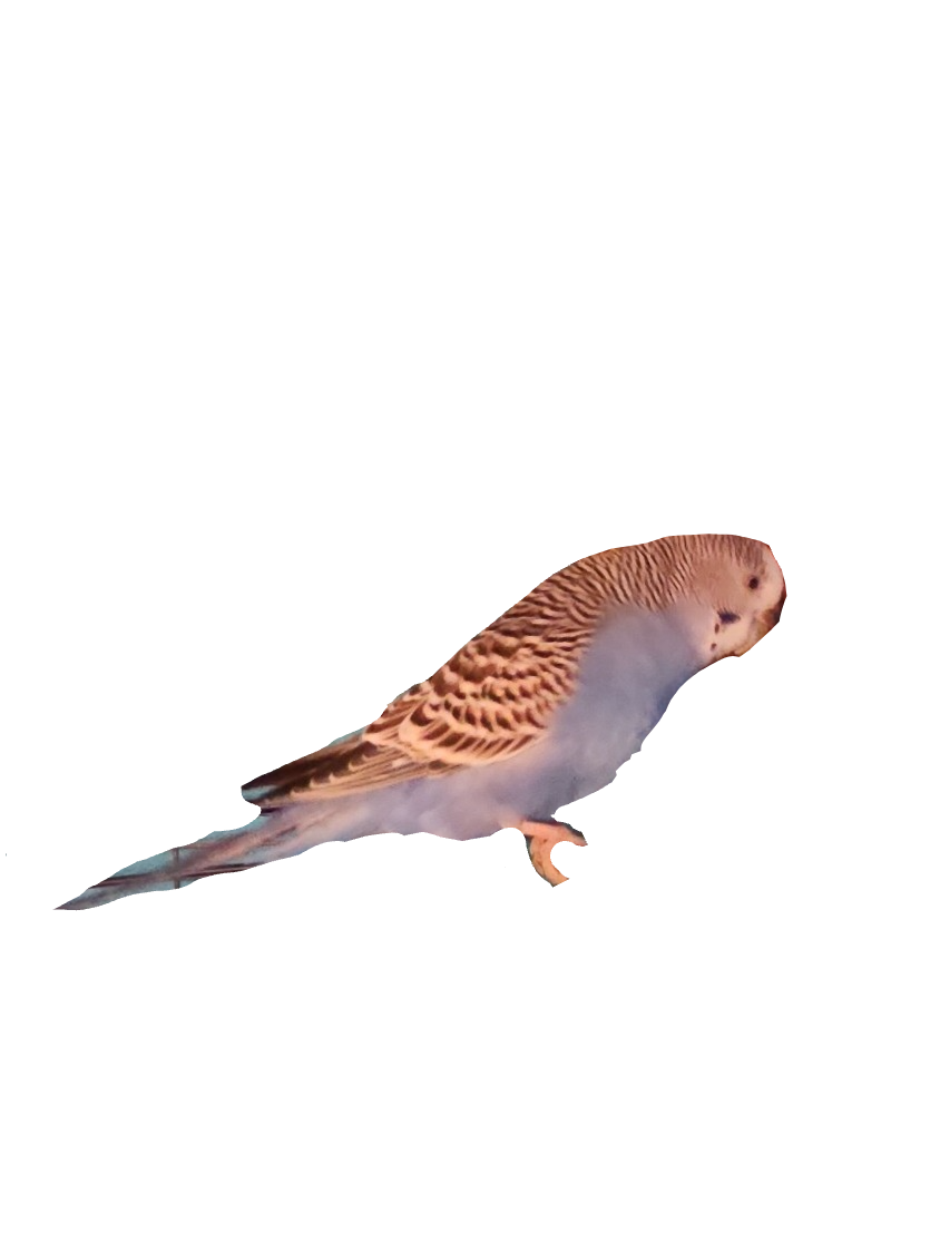 Budgerigar