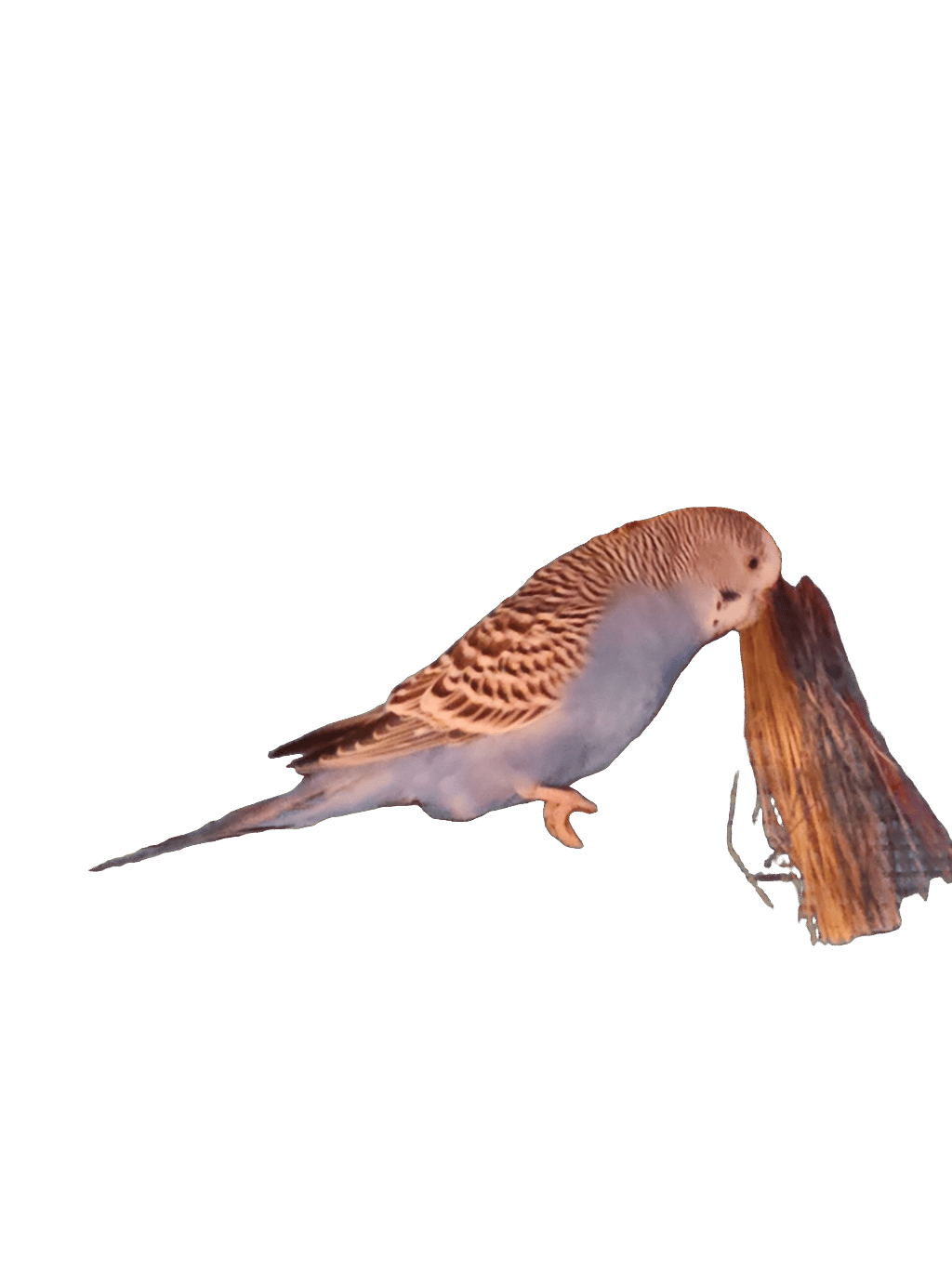 Budgerigar, a recorded specimen