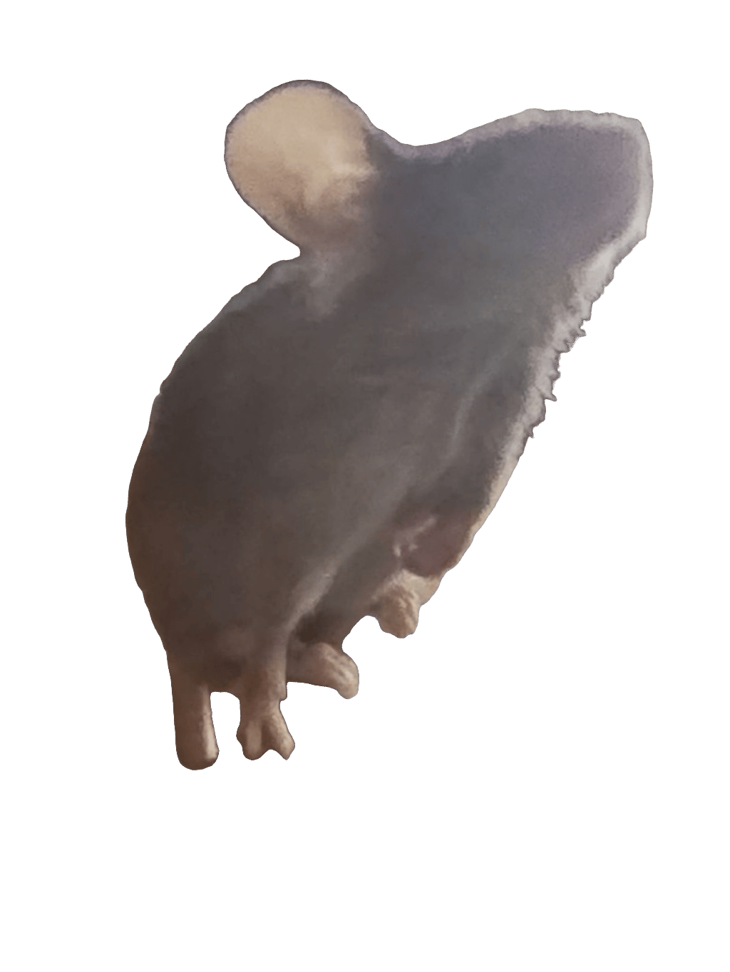 Mouse