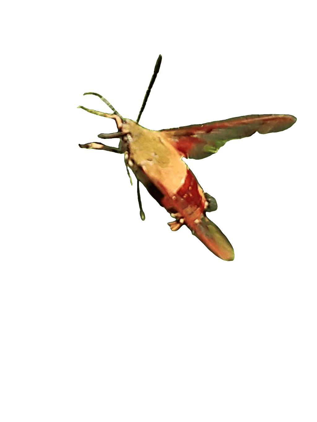 Hummingbird Clearwing Moth