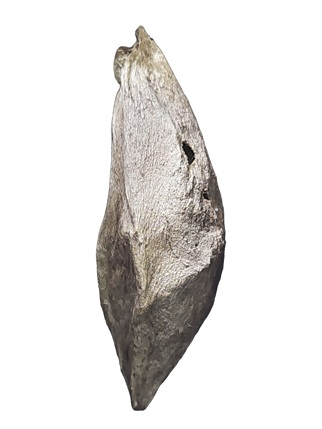 Tree Bark, a captured specimen