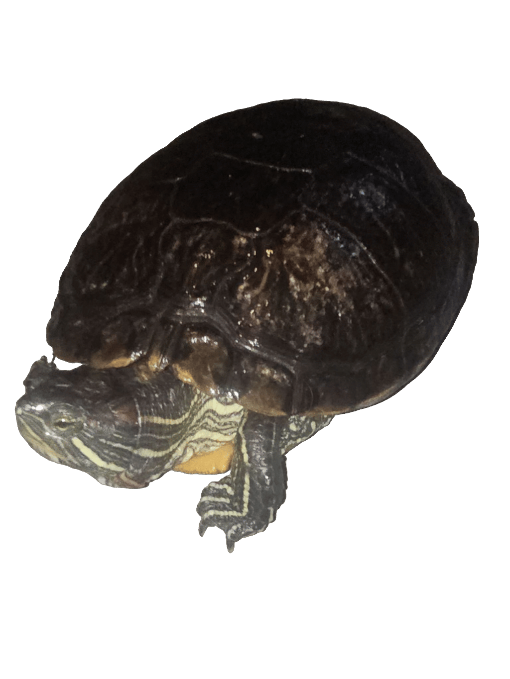 Red-Eared Slider, a captured specimen