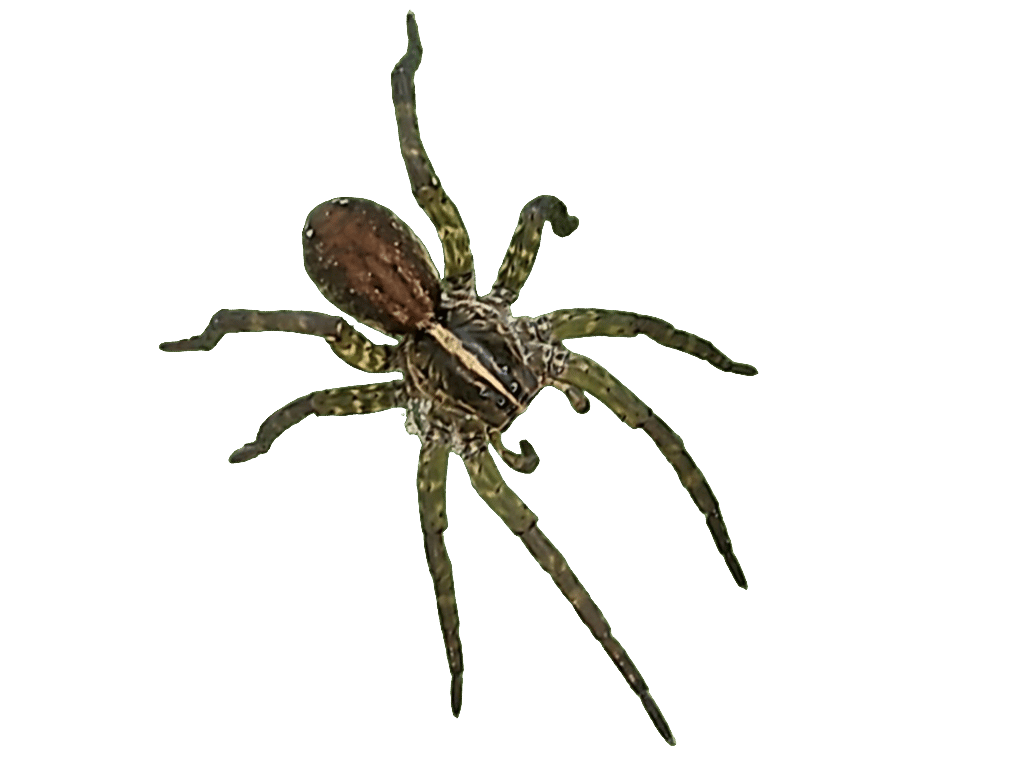 Wolf Spider