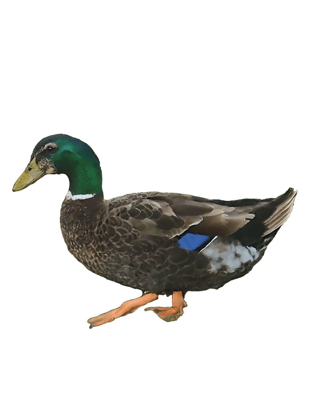 Mallard, a recorded specimen