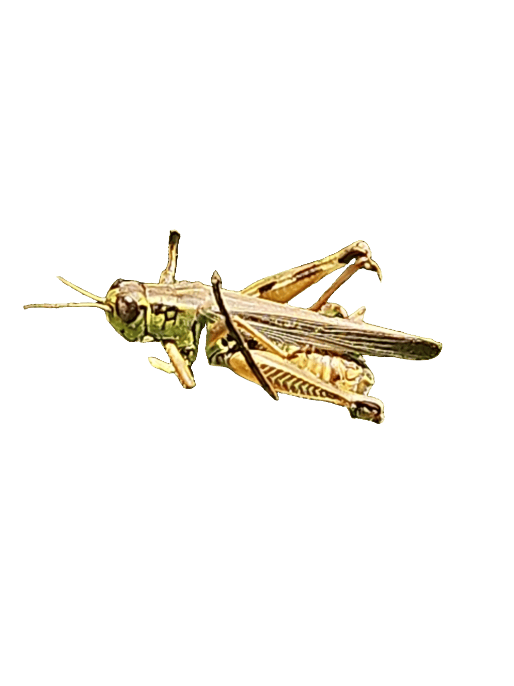 Grasshopper, a recorded specimen