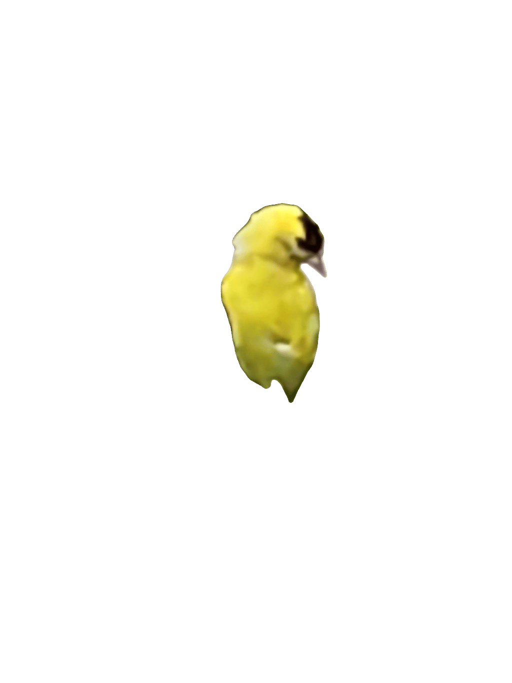 Goldfinch