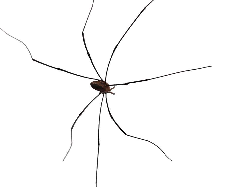 Harvestman