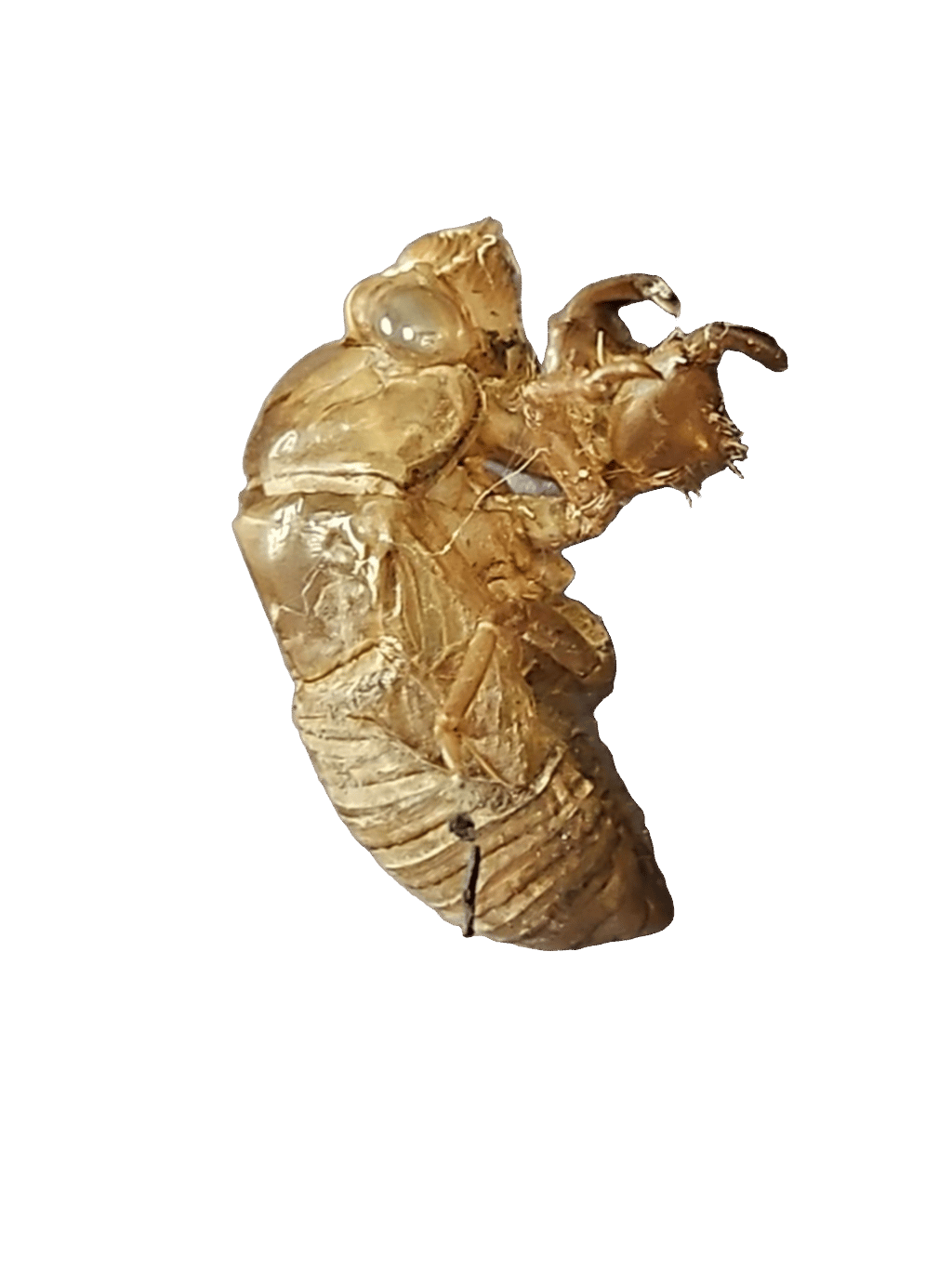 Cicada Exoskeleton