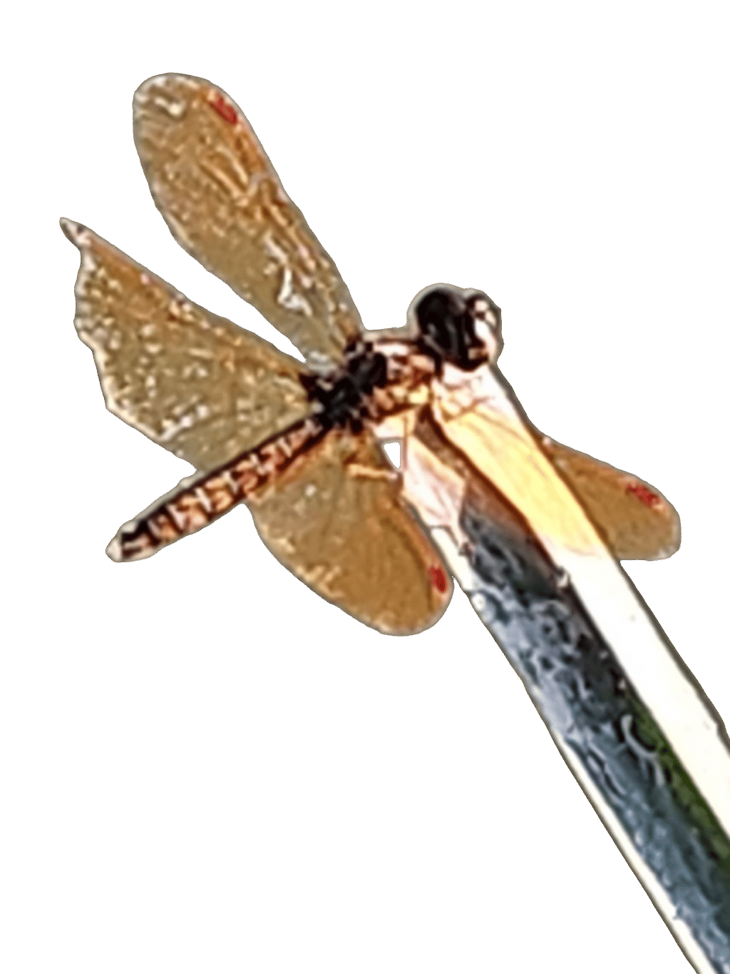 Eastern Amberwing, a recorded specimen