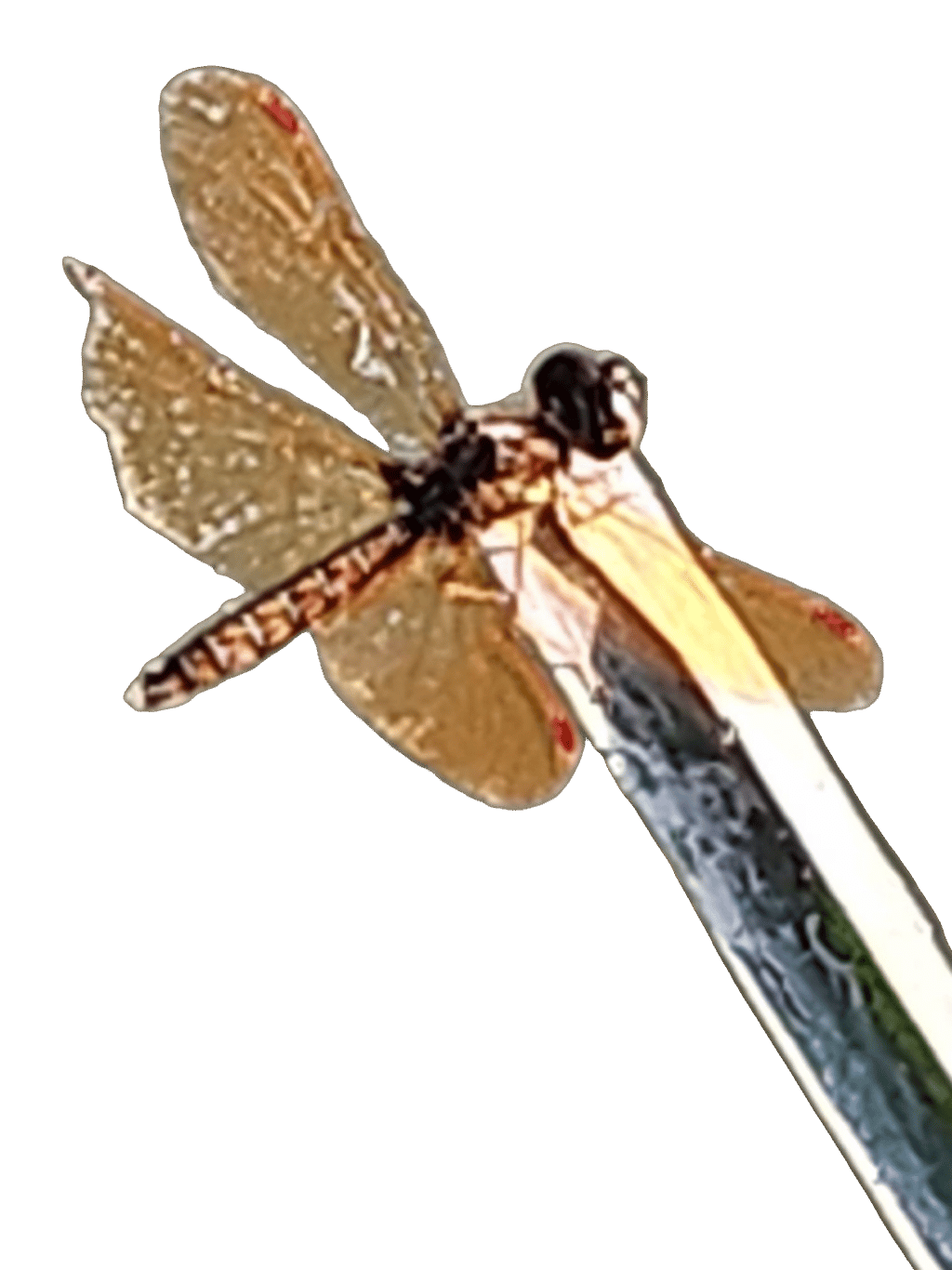 Eastern Amberwing