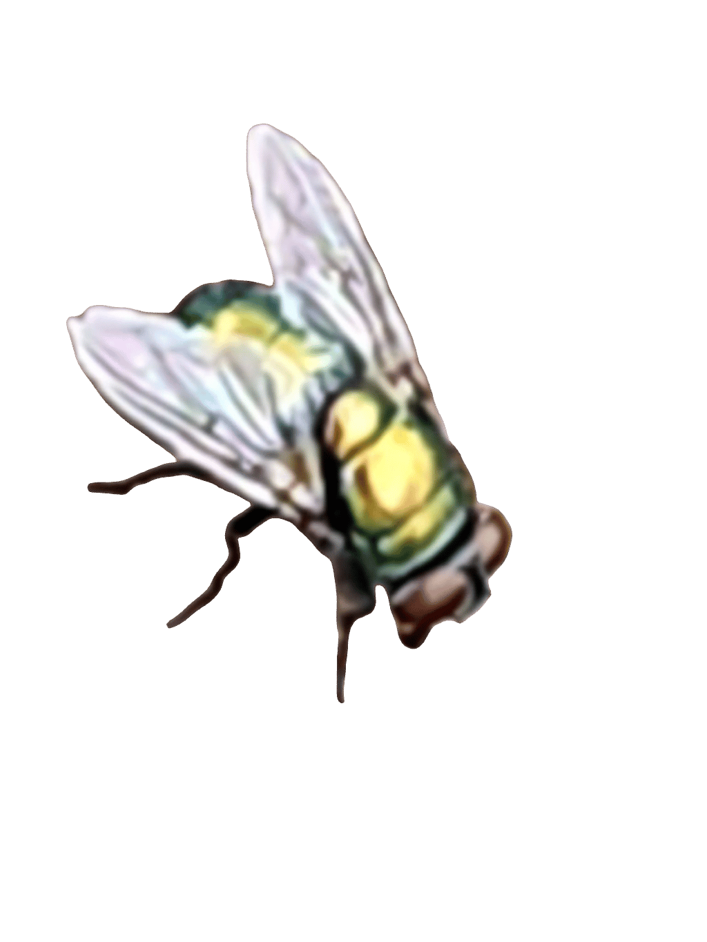 Wasp, a recorded specimen