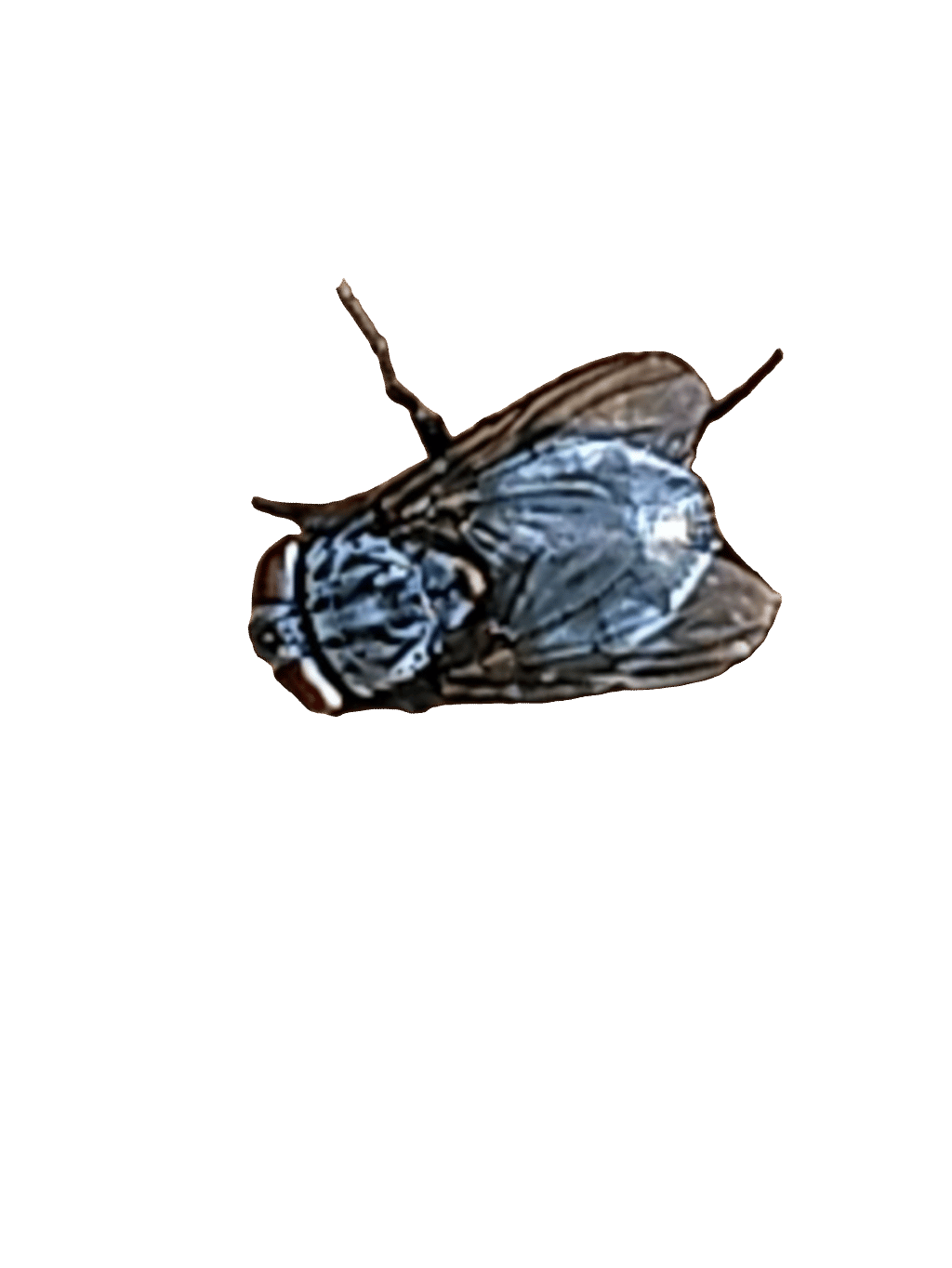 Fly, a recorded specimen
