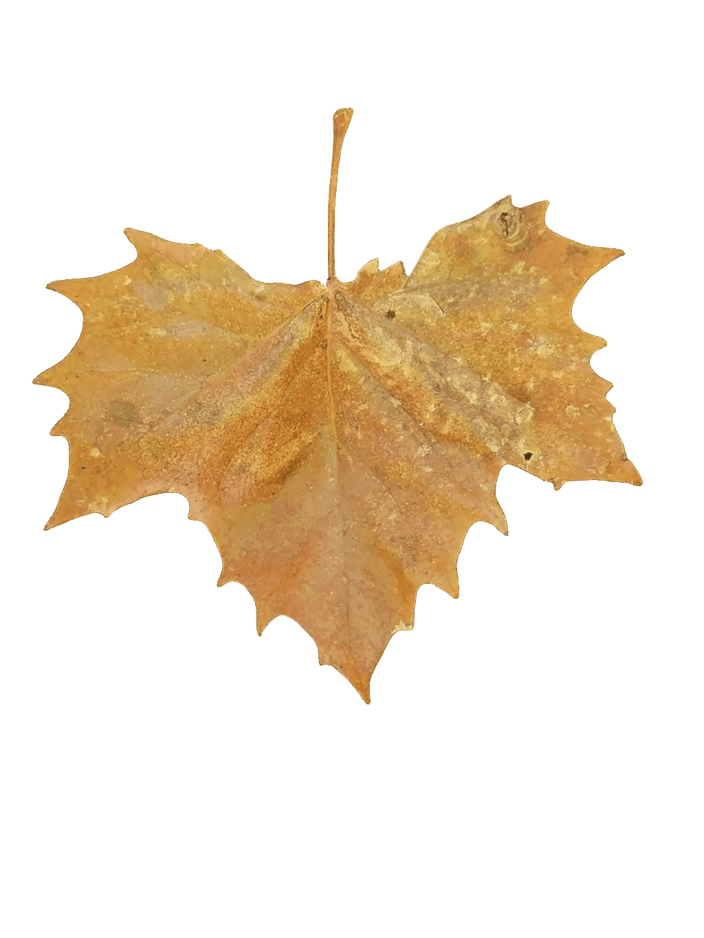 Sugar Maple Leaf, a recorded specimen