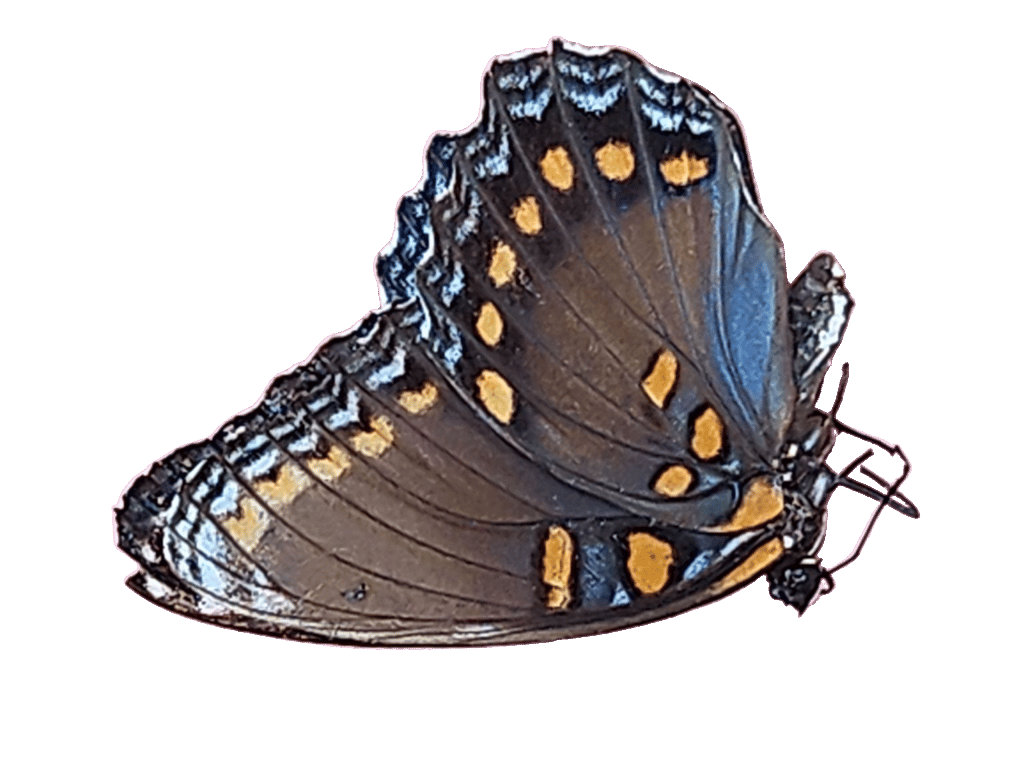 Black Swallowtail, a captured specimen